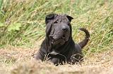 SHAR-PEI 872